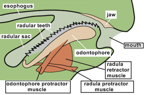 snail tooth diagram